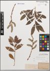 Foto von Salix caprea L. x Salix purpurea L.
